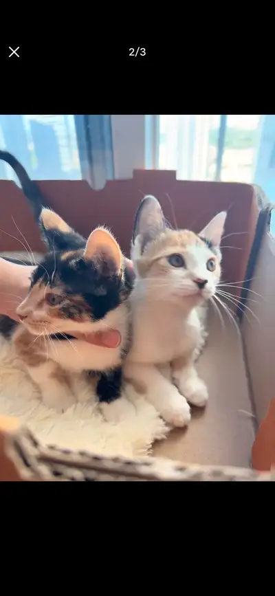 Right side kitten for adoption Finish two shots and twice deworming Female Not fixed She’s very frie...