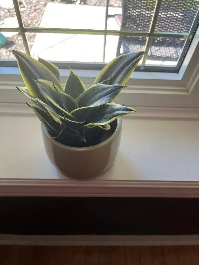 Healthy easy care snake plant PLUS DEAL