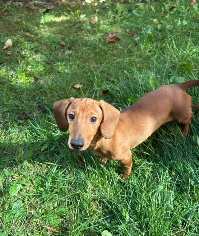 Mini Dachshund Puppies | Dogs & Puppies for Rehoming | Mississauga ...