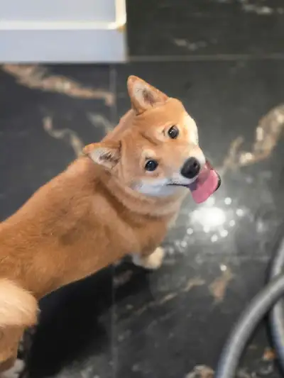 Shiba Inu☆Pure Race☆Faite Une Offre, View more