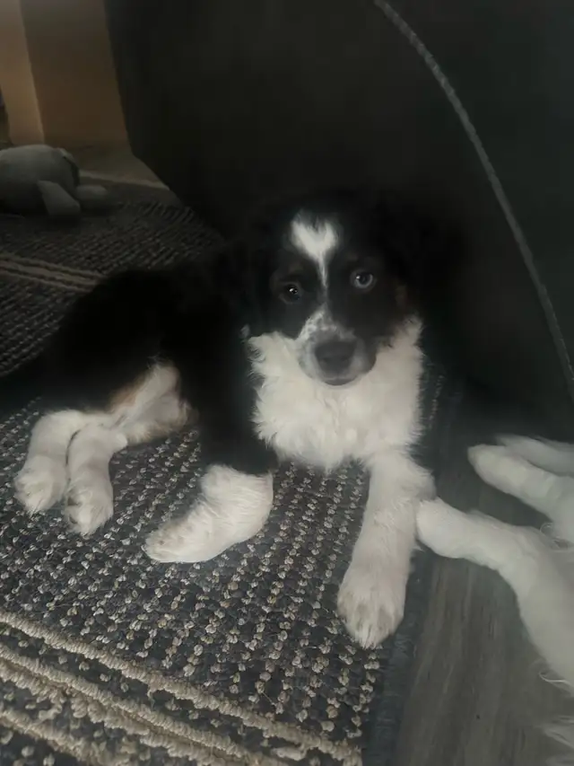 Miniature Australian Shepherd puppies in Dogs & Puppies for Rehoming in Ottawa - Image 10