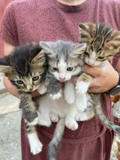 Barn Kittens, View more