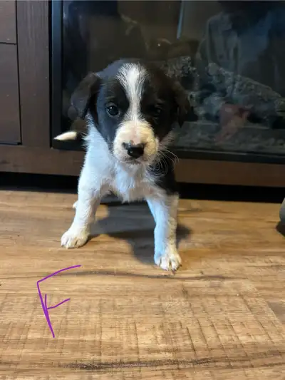 Collie Pups, View more