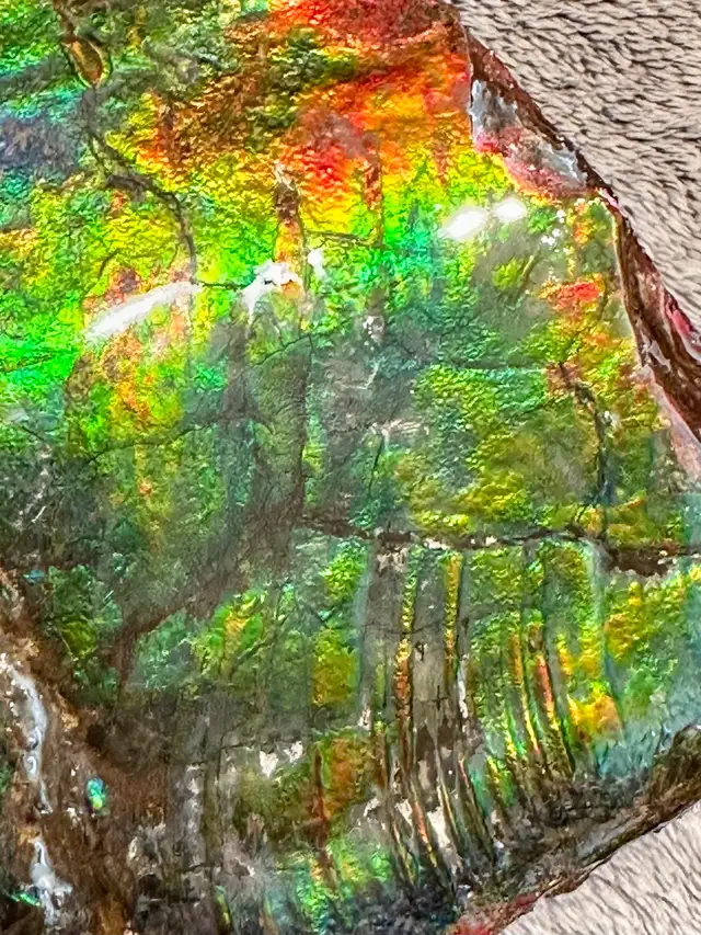 huge ammonite/ammolite display in Arts & Collectibles in Lethbridge - Image 7