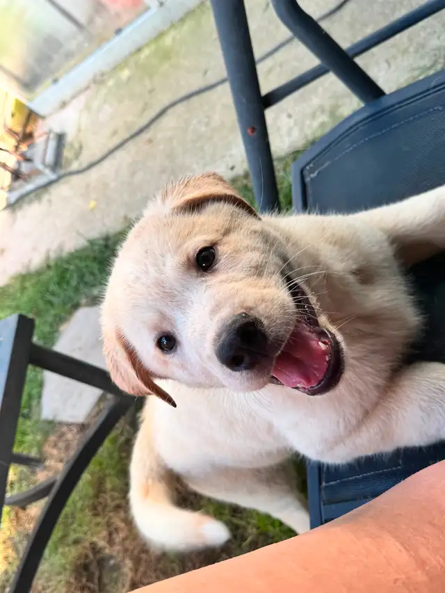 Mixed breed puppy for sale!! in Dogs & Puppies for Rehoming in St. Catharines - Image 2