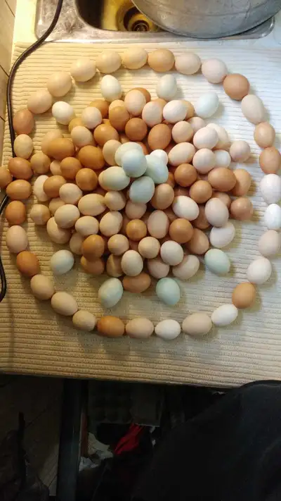 Natural grain and vegetable fed hens laying brown eggs. Free ranged and grass fed in 3 seasons. The...