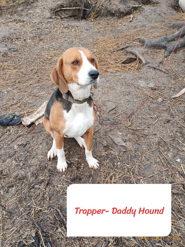 *Pure bred* Treeing Walker Hound Puppies*Purebred* in Dogs & Puppies for Rehoming in North Bay - Image 4
