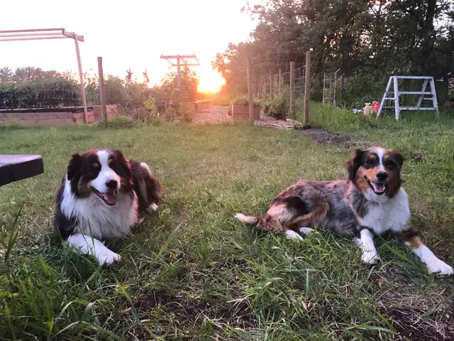 Australian shepherd puppies  in Dogs & Puppies for Rehoming in Winnipeg - Image 3