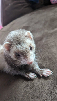Ferret with Cage