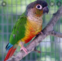 Conure ,cage et accessoires nourriture 