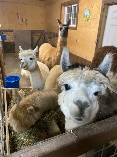 Alpaca Llama Rescue Sanctuary, View more