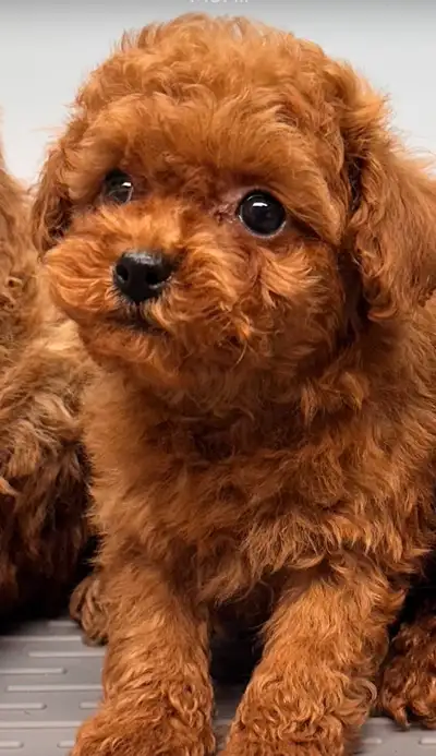 **Irresistible Bundles of Joy Now Available: RED/TINY/TOY females. Our extraordinary litter of Premi...
