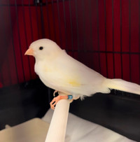 White female canary