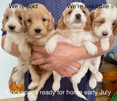 Cockapoo puppies ready early July and summer. July F1B mini/ small goldendoodles ready for home mid...