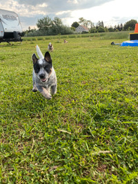 Purebred Red and Blue heeler pups (Australian Cattle Dog)