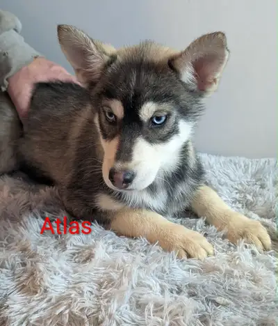 Only 2 puppies left!!! Reduced for quick sale!!! I am going to be going north in about a week, and w...