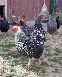 Two Silver Laced Wyandotte Hens