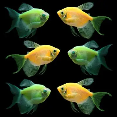 Assorted Glow Tetra in  Wholesale Price, View more