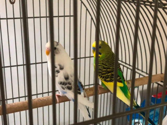 2 Budgies in Birds for Rehoming in Comox / Courtenay / Cumberland - Image 3