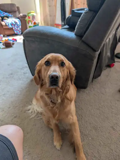 2 Year Old Female Golden Retriever , View more