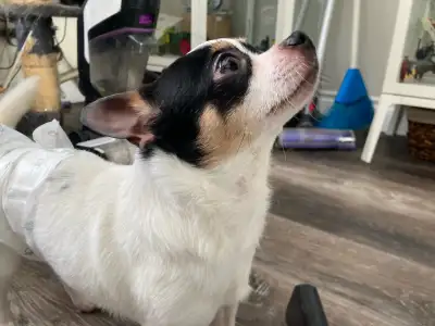 3 yo CKC Chihuahua male, View more