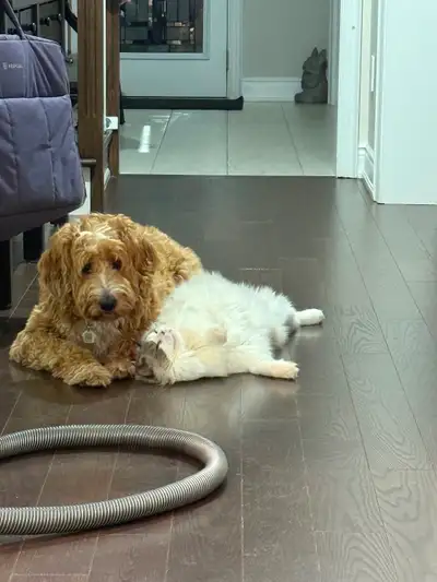 7 year old Male Labradoodle, View more