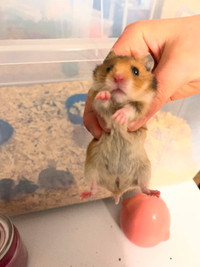 Syrian Hamster looking for new home