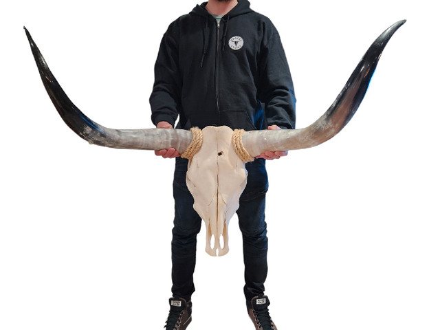 Real cow / bull skull dans Décoration intérieure et accessoires  à Région des lacs Kawartha - Image 4
