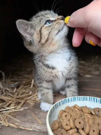 One female barn kitty looking for a new home Working on getting pretty friendly. Just over 7 weeks o...