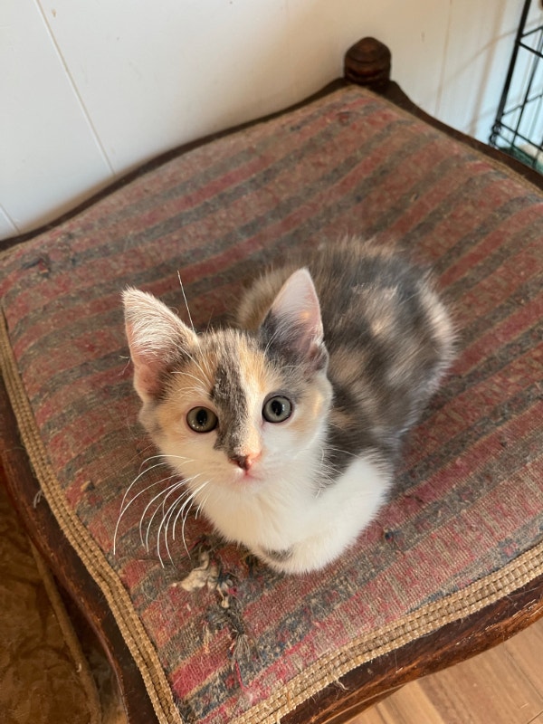 Smart and Adorable ragdoll mix girl kittens | Cats & Kittens for