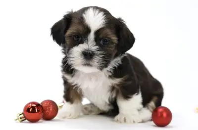 Bichon Shih Tzu Puppies Available!, View more
