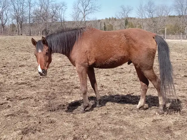 Tall 5yo Bay Arabian gelding -Project horse in Horses & Ponies for Rehoming in Owen Sound - Image 6