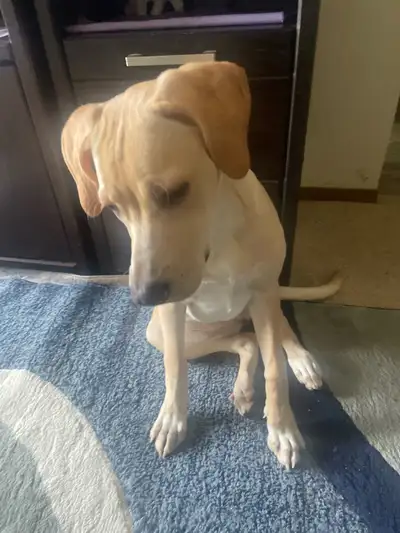 need forever home!, View more