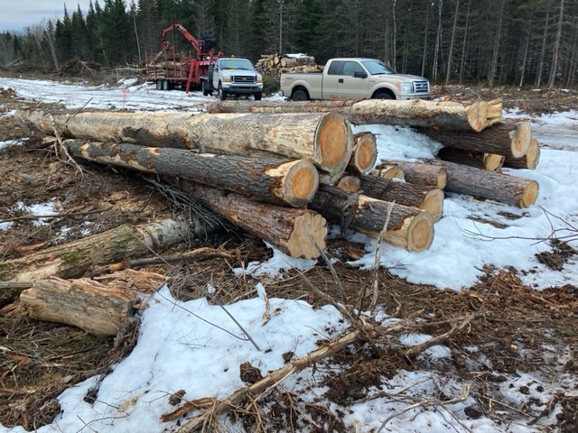 Poutres de pin dans Autre  à Saguenay - Image 2