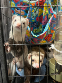 2 Ferrets w Cages and All Supplies  