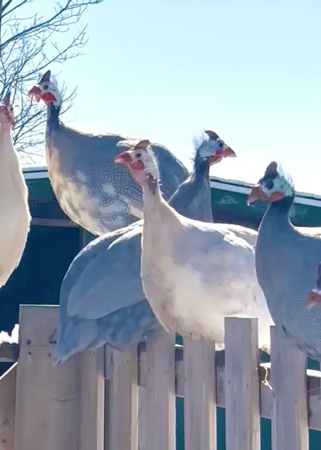 Guinea Fowl Hatching eggs  in Livestock in Yarmouth - Image 2