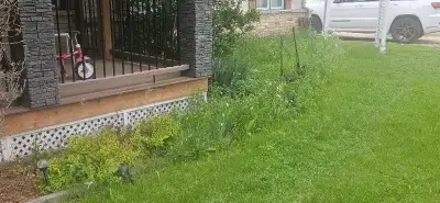Garden Weeding Needed, View more