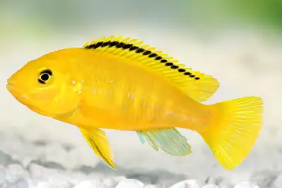 Large yellow electric cichlids $25 each