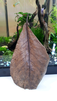 Indian almond leaf for your aquarium
