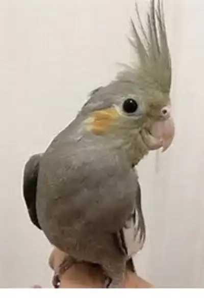 HAND RAISED BABY COCKATIELS & CAGE FOR SALE, View more