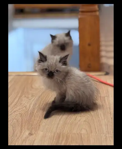 Himalayan Kitten , View more