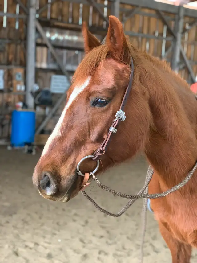 Quarter Horse Mare — part board in Horses & Ponies for Rehoming in Oshawa / Durham Region - Image 8