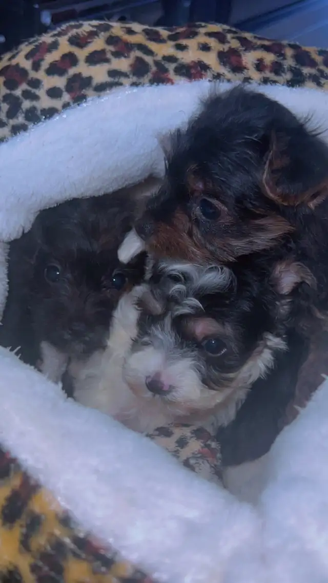 cute puppies for sale in Dogs & Puppies for Rehoming in St. Catharines - Image 5