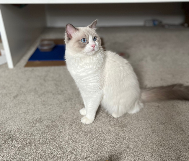 Ragdoll purebred boy for sale in Cats & Kittens for Rehoming in Ottawa - Image 3