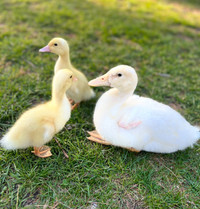 Pure pekins ducklings Available May 18