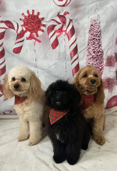 Cockapoo Puppies, View more