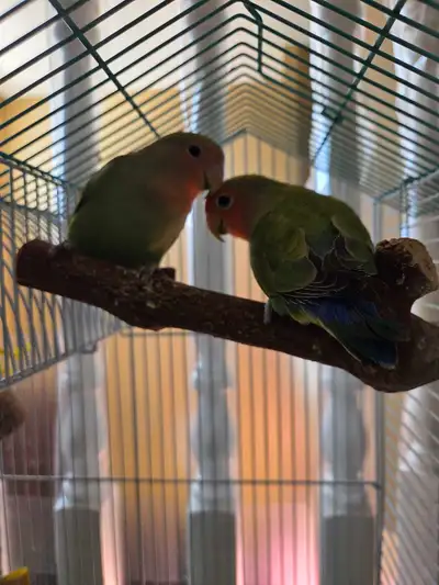 Tame Lovebird Couple for Sale, View more