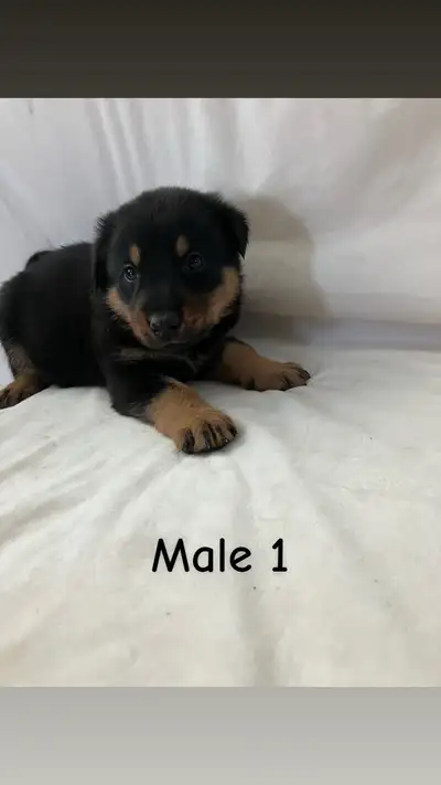 Rottweiler x Lab puppies, View more