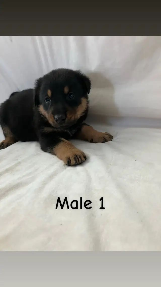 READY TO GO! Rottweiler x Lab puppies in Dogs & Puppies for Rehoming in Hamilton - Image 2