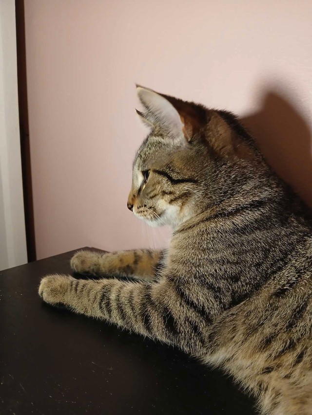 magnifique petite chatte Highland lynx dans Chats et chatons à adopter  à Ville de Montréal